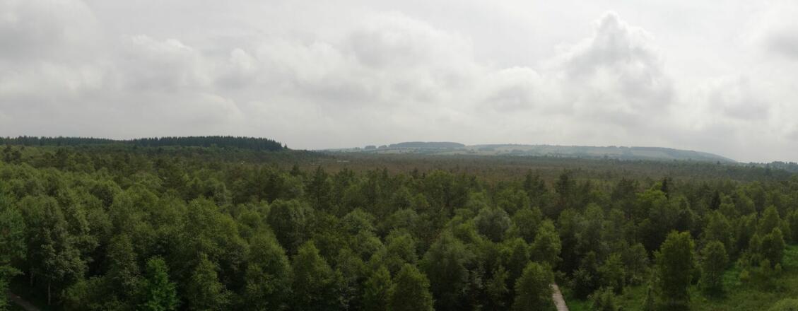 Das Schwarze Moor