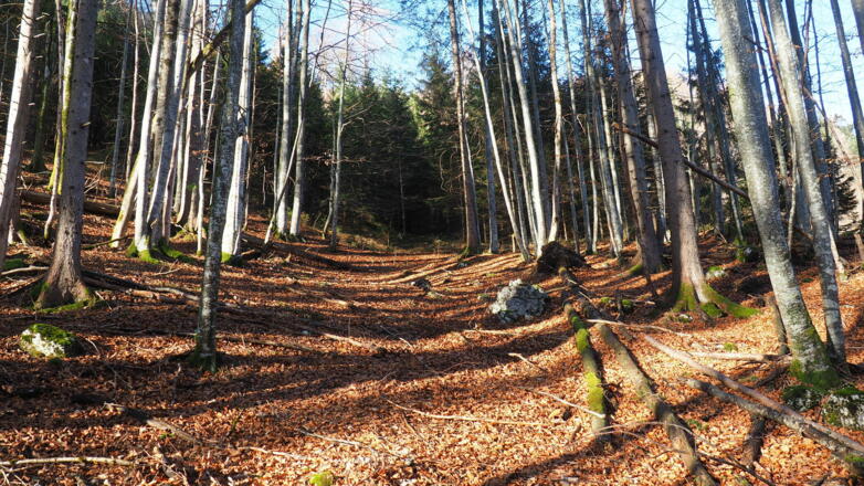 Buchenwald nach Spitzkehre ~800m
