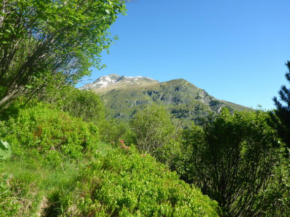 der Aufstieg durch den Erlenbestand
