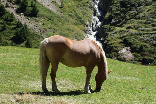 Haflinger bei den Rofenhöfen