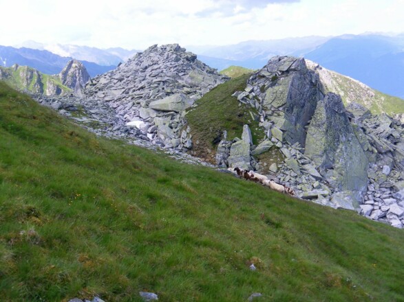 Gipfelwiese