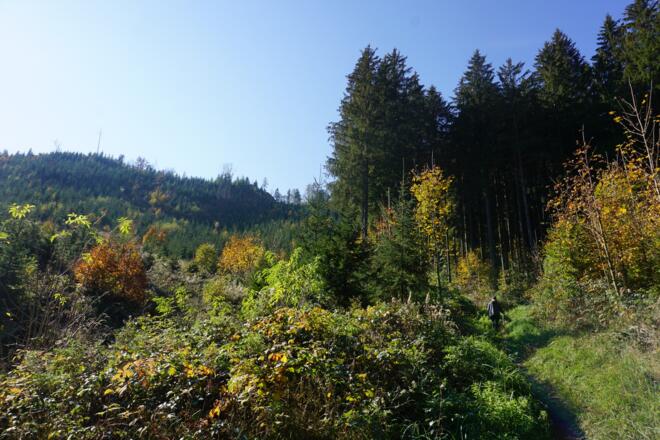 Kurz nach der Abzweigung Jageralmhütte zweigt man von der Forststraße rechts in einen Wanderweg ab