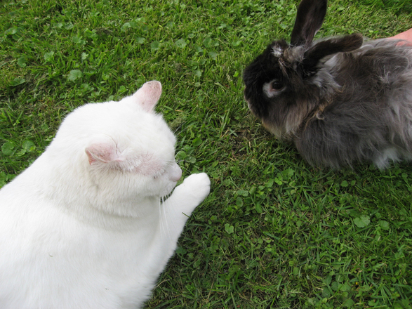 Unsere Streicheltiere