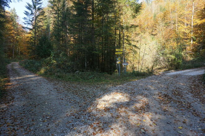 Der Forststraße links folgen