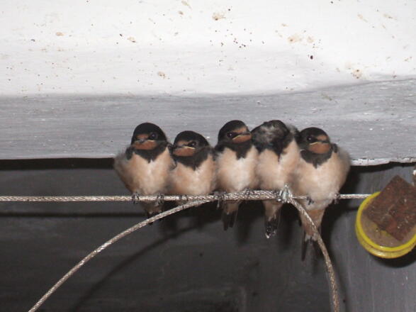 Schwalben im Stall