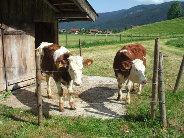 unsere Kälber auf der Weide