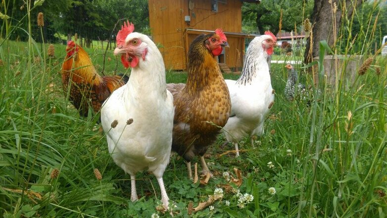 Unsere Hühner am Bauernhof