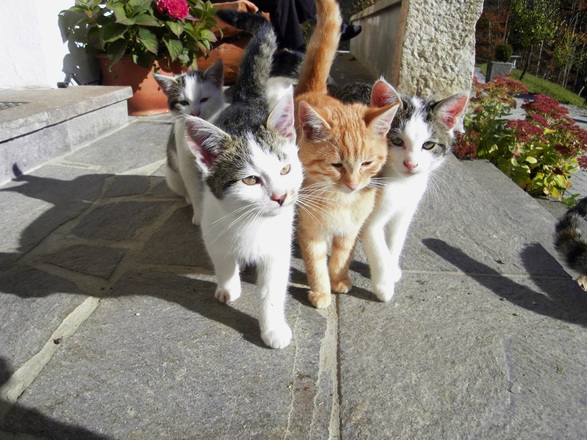 unsere Katzen