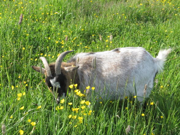 unsere Ziege &quot;Nanni&quot;