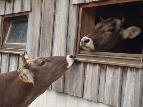 Kühe der Alpe Berg in Balderschwang