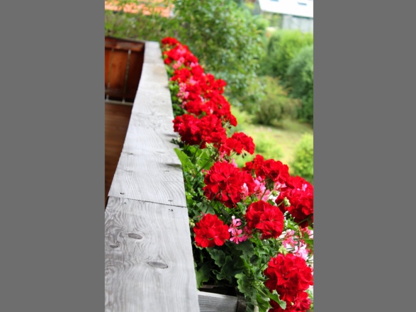 Balkonblumen