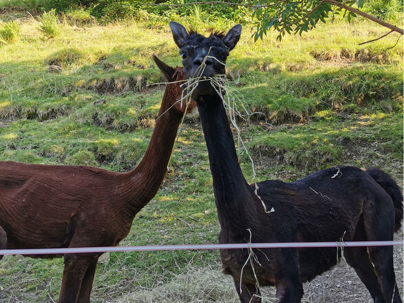 unsere Alpakas