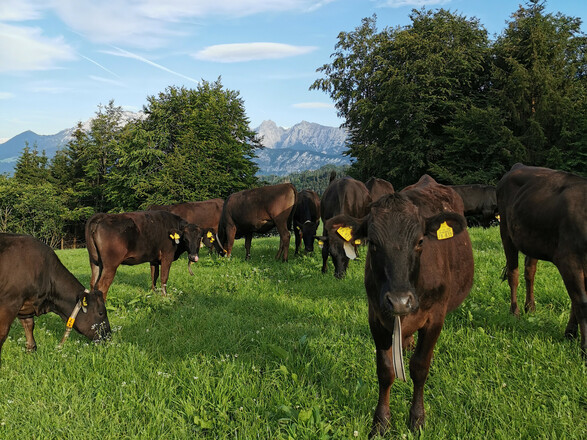 unsere Kühe