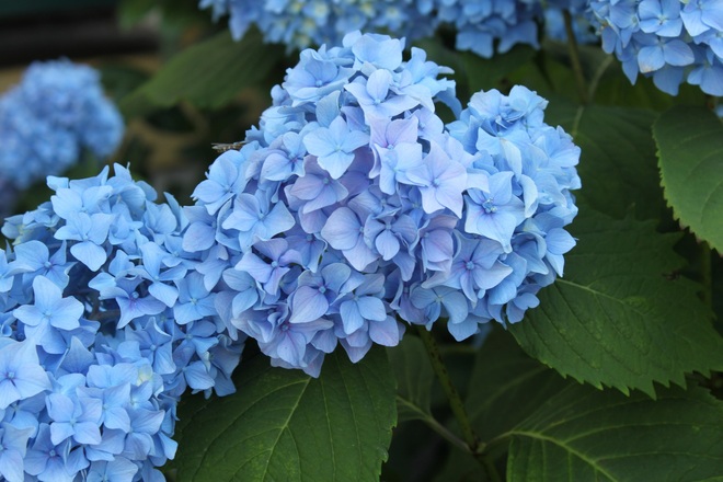 Blumen