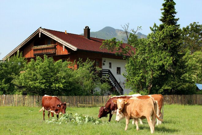 Haus