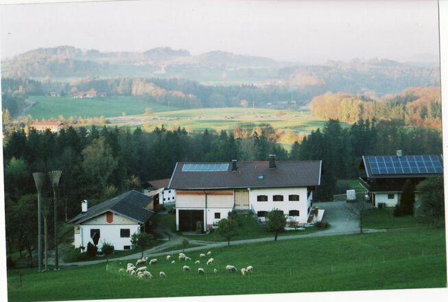 Hausansicht mit Schafe