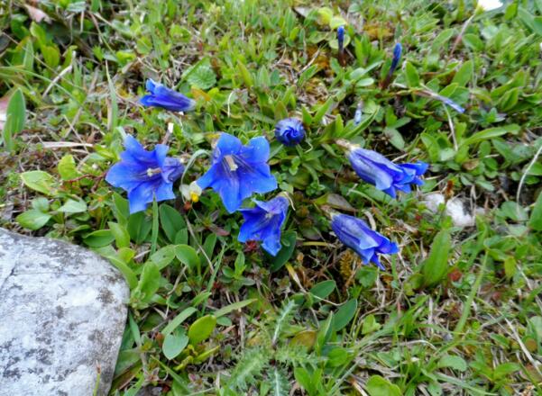 Enzian auf der Stuhlalm