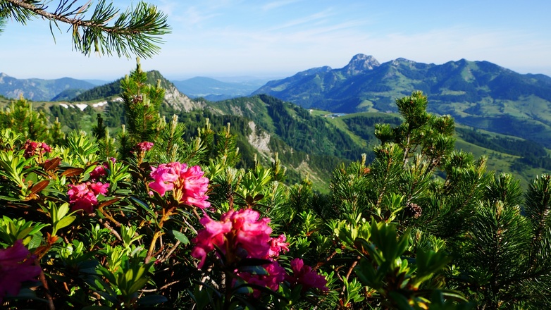 Almrausch beim Steilner Joch und im Hintergrund der Wendelstein