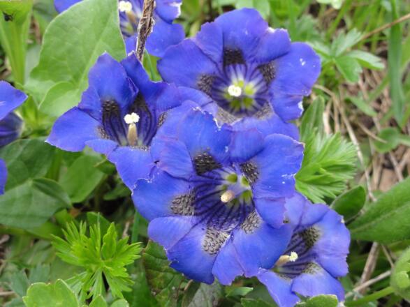 Blauer Enzian am Weg