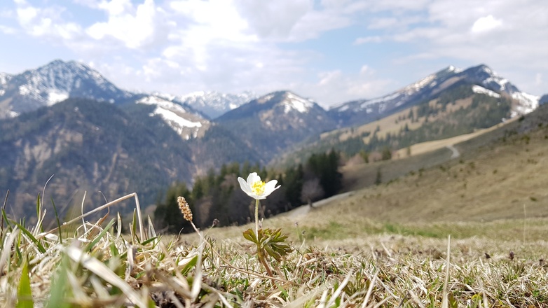 Frühlingsbote im Brünnsteingebiet