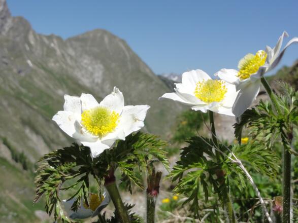 Alpen-Küchenschelle am Weg