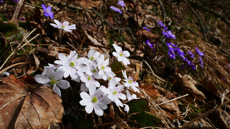 Leberbleamerl in der Nähe des Brünnsteinhaus