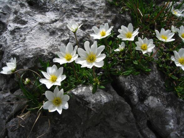Annemonen