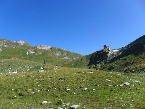 Wunderschöne Almenmatten rund um die Reichenberger Hütte
