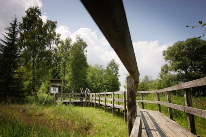 Aussichtsplattform im Benninger Ried