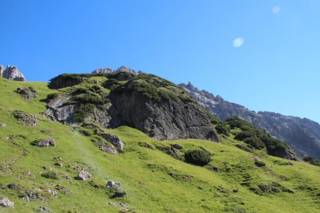 Die Teufelskralle im Überblick