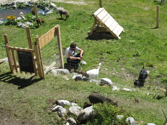 Streichelzoo auf der Gjaidalm