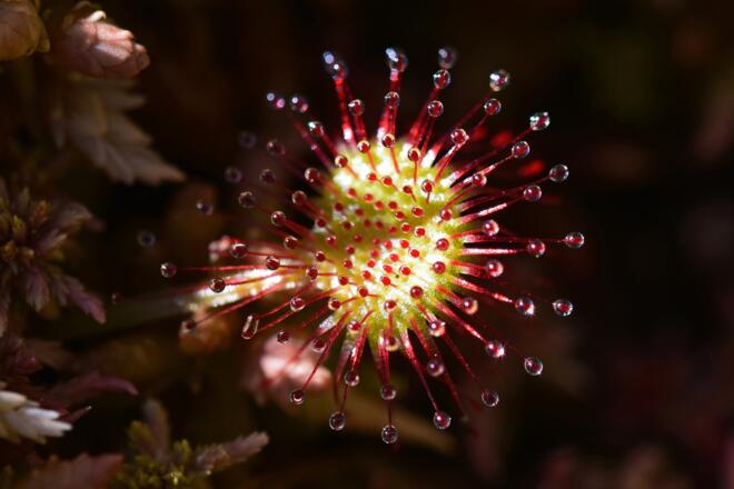 Sonnentau - eine fleischfressende Pflanze im Moor