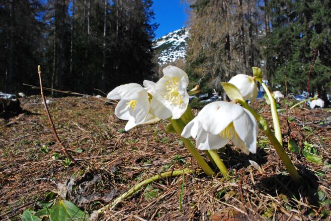 Auf der Lichtung unterhalb der Dümlerhütte