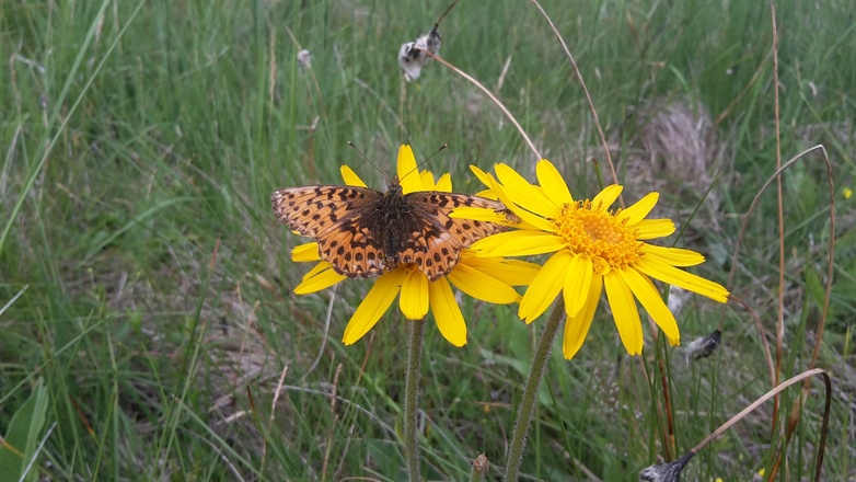 Schmetterling Beobachtung in Brandenberg - Schmetterlingswanderung