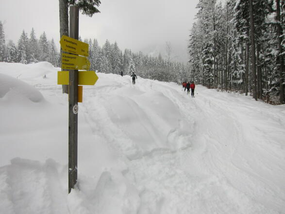 Abkürzung bergauf statt über die Forststraße