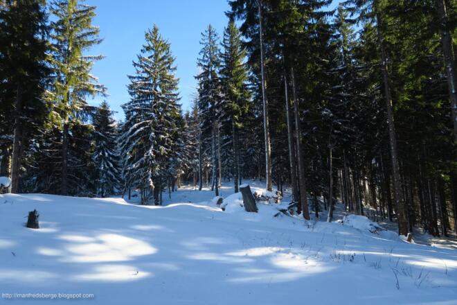 im Wald