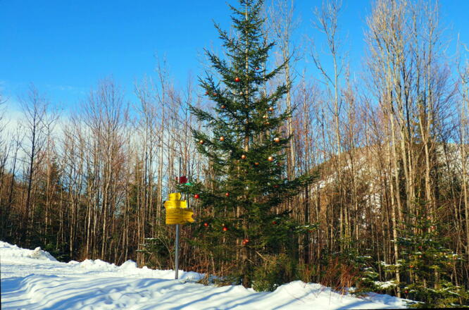 Mandlmais 1062m mit Christbaum