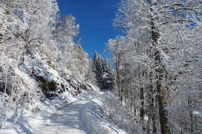 Forststraße vor der Hütte ca.1200m