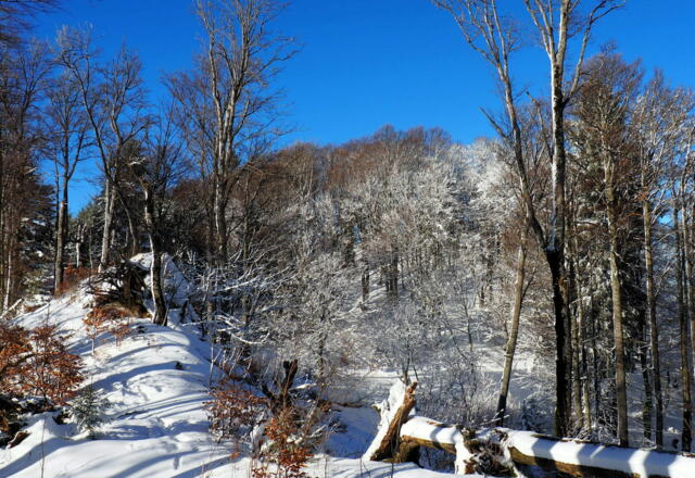 Koglerstein 1257m von Osten