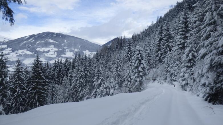 Auch am Forstweg macht das Schneeschuhwandern Spaß.