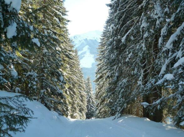 Waldstück