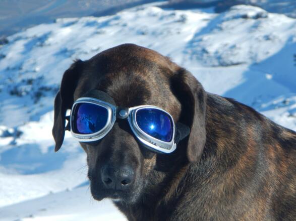 Tino gut bebrillt, ein gutmütiger Freund