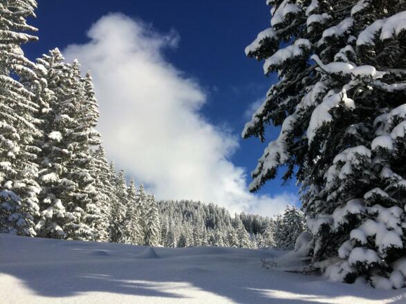 verschneite Winterlandschaft