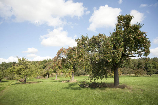 Streuobstwiesen