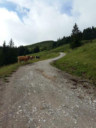 Weg in Richtung Erichhütte