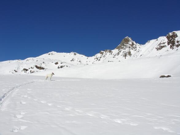 Im Mitterkar öffnet sich der Blick zum Gipfel (weiße Kuppe links im Bild)