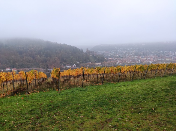 Blick auf die Burg-W5
