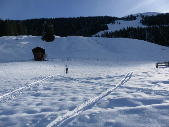 milde Almwiesen der Waldhausalm