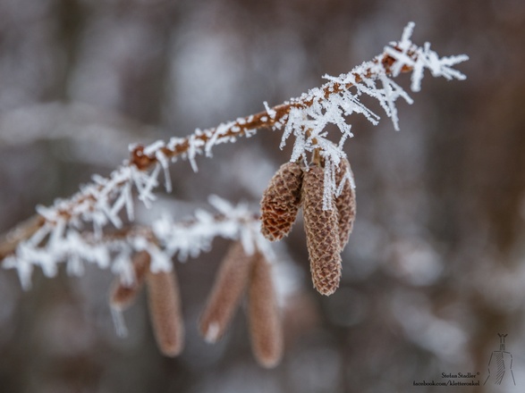 Winterstimmung