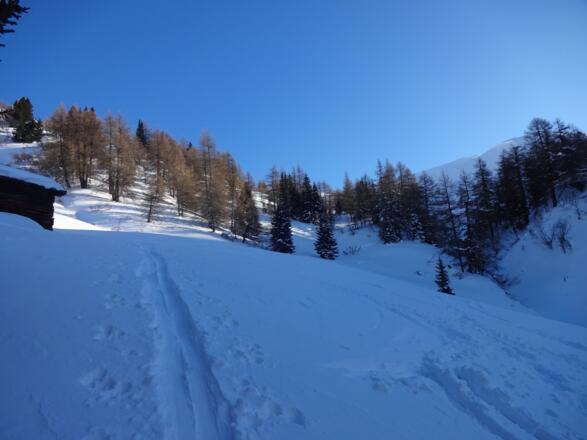 Kurz vor der Waldgrenze im lichten Lärchenwald